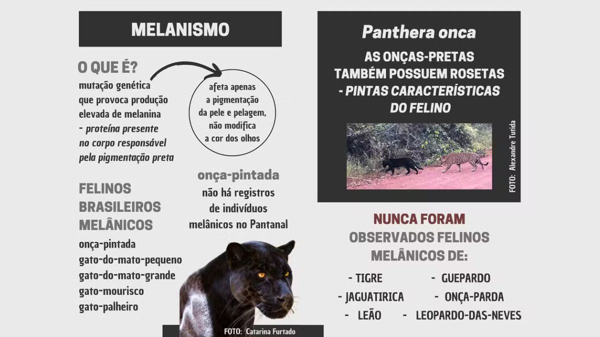 Infográfico explicando o que é melanismo
