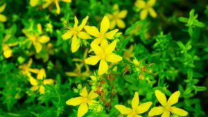Erva-de-são-joao, são flores pequenas amarelas com caules com bastante folhas verdes