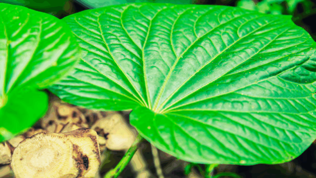 Folha de Kava-Kava 