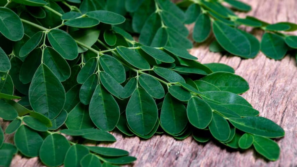 Planta Moringa
