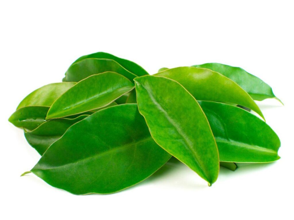 Imagem coloirda de ora-pro-nobis