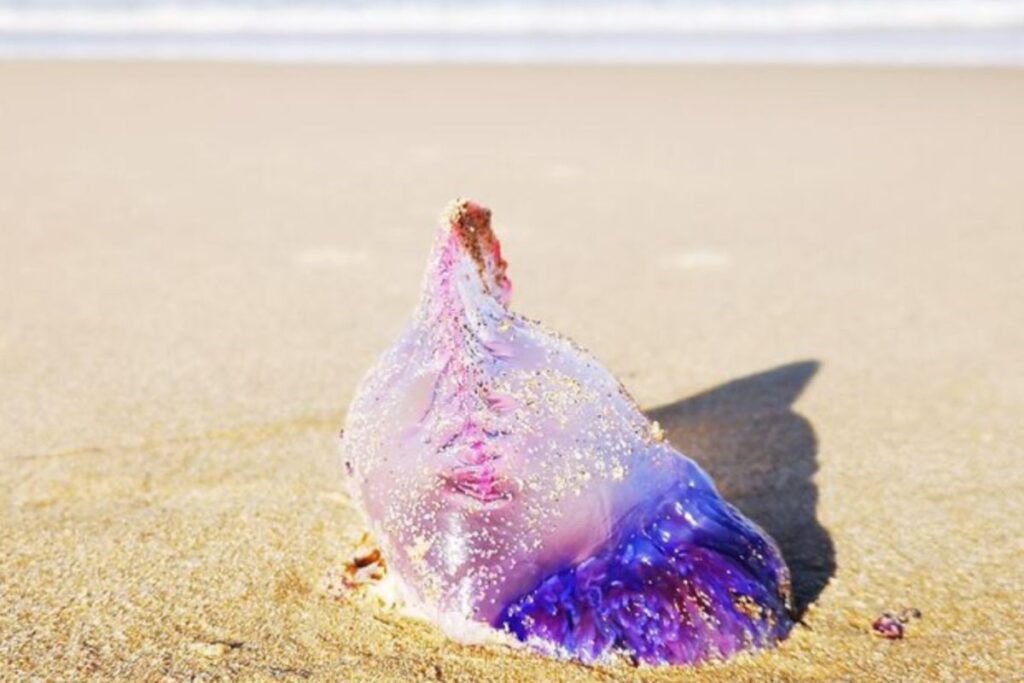 Cristal na cor roxa na areia da praia