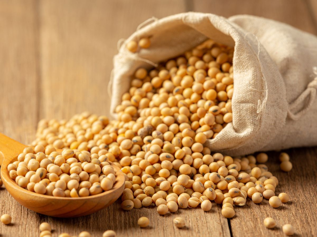 Grão de soja