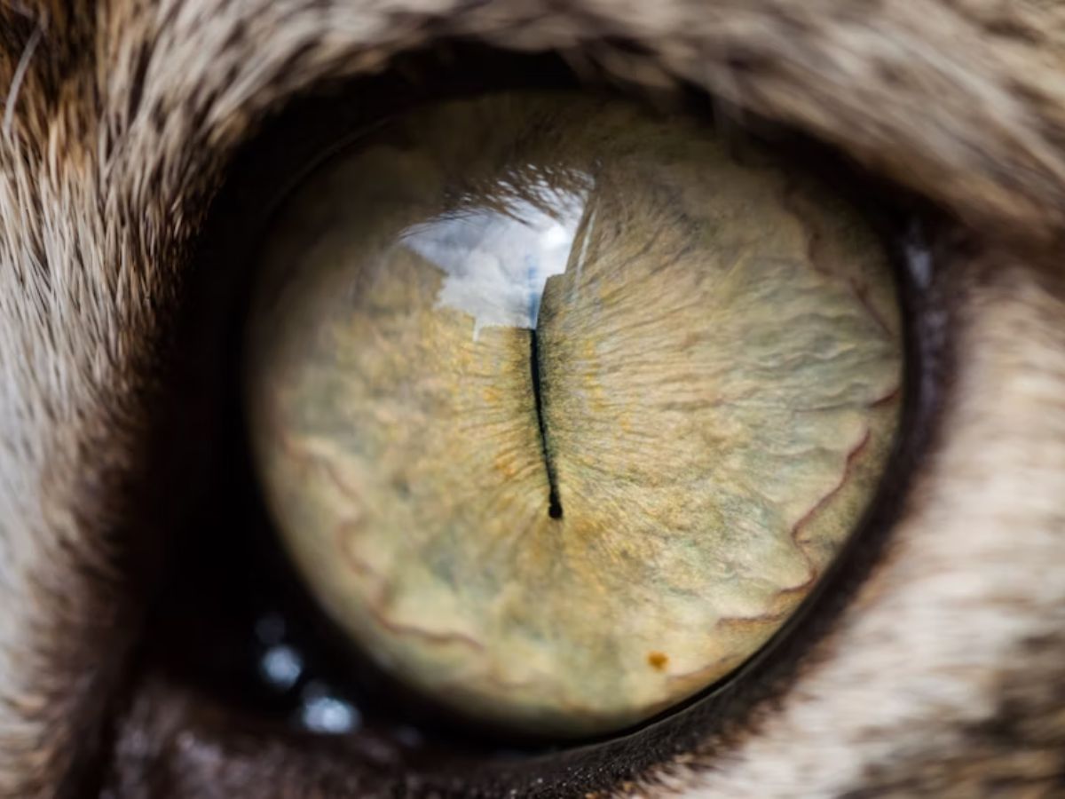 O que é ciclopia? Entenda por que gato nasceu com um olho só