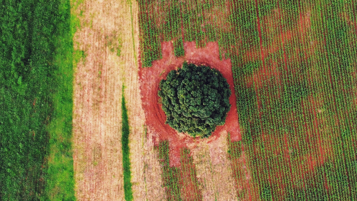 Agronegócio_Sustentabilidade_Foto_Matheus Frade Imagem aérea mostra uma paisagem agrícola com diferentes tons de verde e marrom, formando faixas de plantação. No centro, há uma grande árvore isolada, cercada por solo avermelhado, destacando-se no meio das lavouras organizadas em linhas paralelas. A cena evidencia o contraste entre a vegetação densa da árvore e o cultivo ao redor, sugerindo equilíbrio entre agricultura e preservação ambiental.