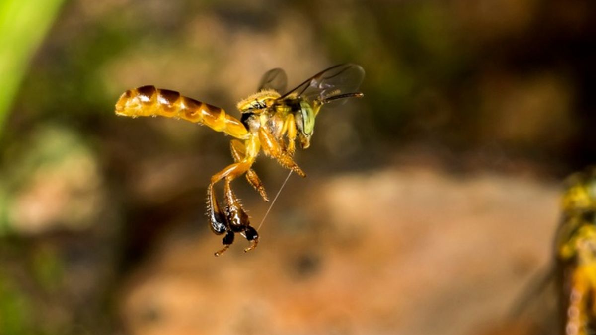 Abelha Africana