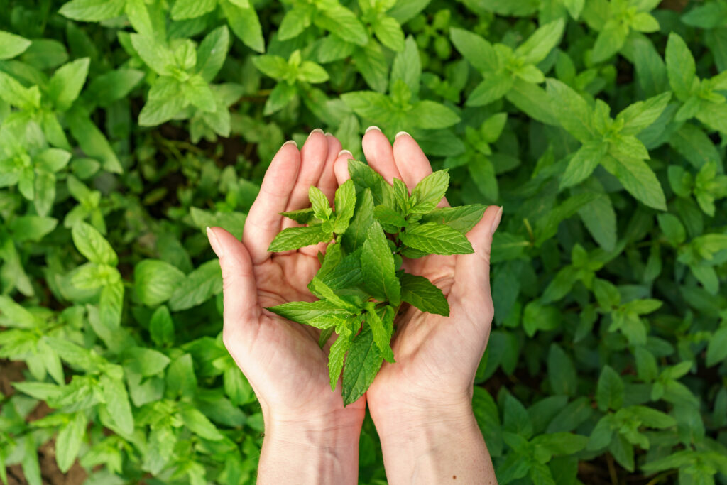 Mãos segurando um punhado de folhas de hortelã, em meio em uma plantação de hortelã
