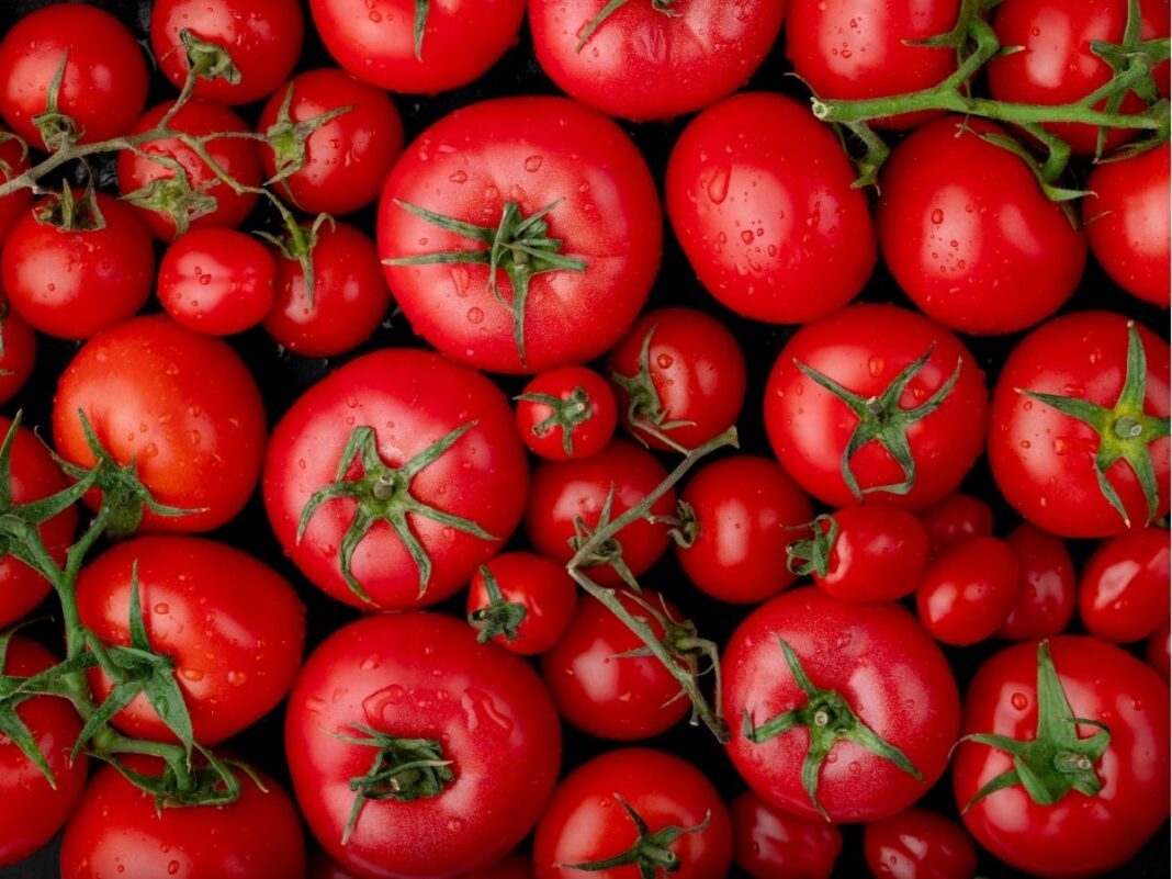Vários tomates bem vermelhos e de diferentes tamanhos