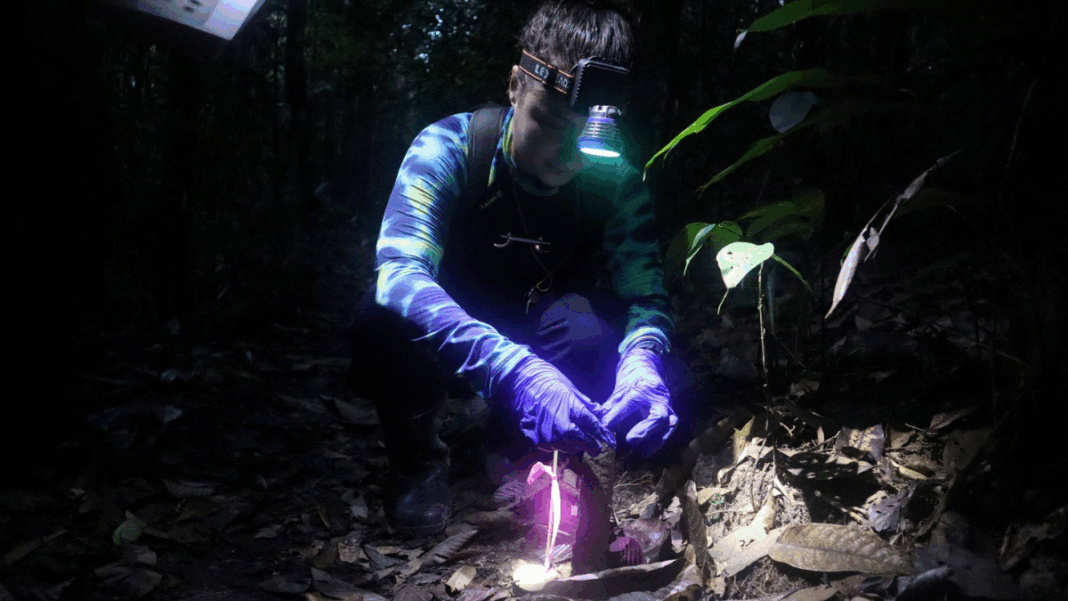 Cientistas na Amazônia_Foto_Insitituo Serra Pilheira_Divulgação Pesquisadora em floresta à noite, usando luvas roxas e lanterna de cabeça, analisa algo no solo iluminado por luz artificial. Folhas secas e vegetação cercam o local da coleta.
