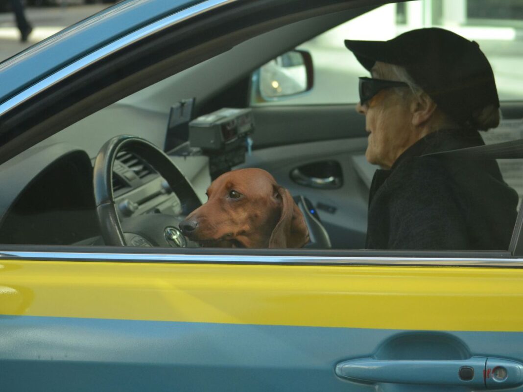 Em imagem ilustrativa, idoso dirige carro com seu cachorro no colo